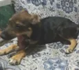 Adolf, Amora, Dakô, 