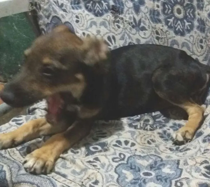 Cachorro ra a Vira lata idade 2 a 6 meses nome Adolf, Amora, Dakô, 