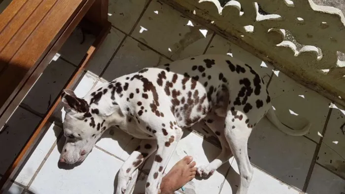 Cachorro ra a Dalmata idade 1 ano nome Safadão 