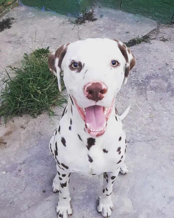 Cachorro ra a Dalmata idade 1 ano nome Safadão 