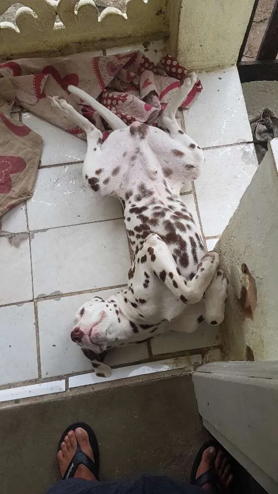 Cachorro ra a Dalmata idade 1 ano nome Safadão 