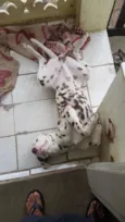 Safadão