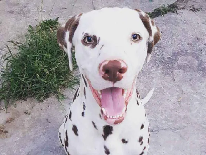 Cachorro ra a Dalmata idade 1 ano nome Safadão 