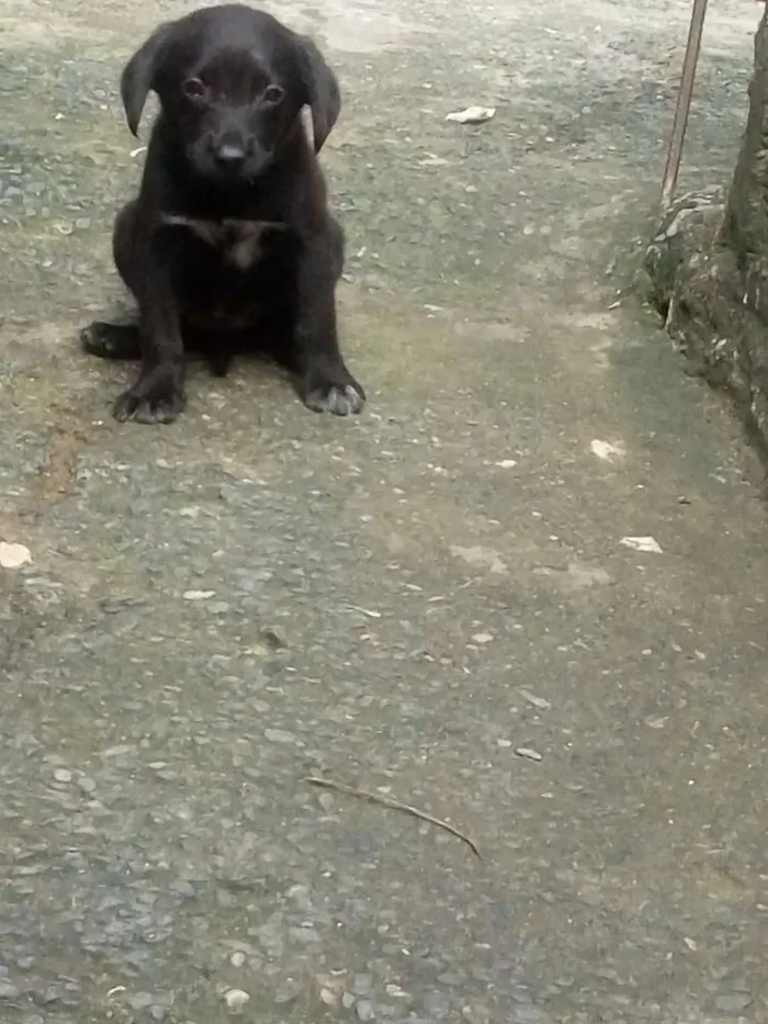 Cachorro ra a Vira lata idade 2 a 6 meses nome Sem nome