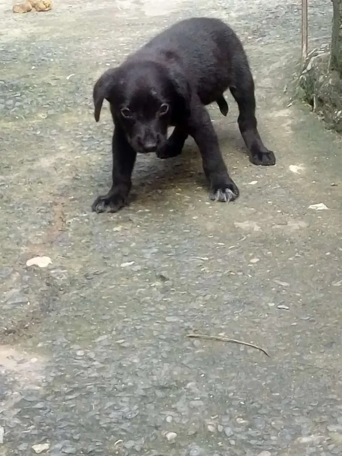 Cachorro ra a Vira lata idade 2 a 6 meses nome Sem nome