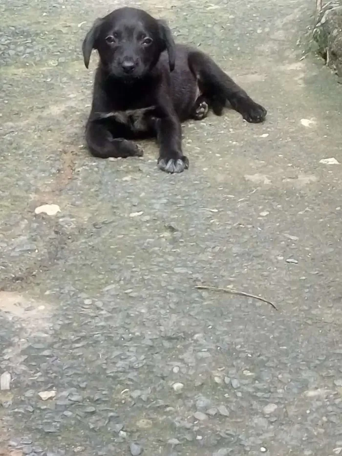 Cachorro ra a Vira lata idade 2 a 6 meses nome Sem nome