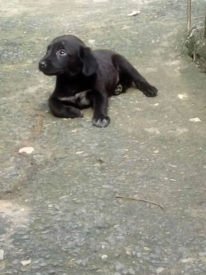 Cachorro ra a Vira lata idade 2 a 6 meses nome Sem nome