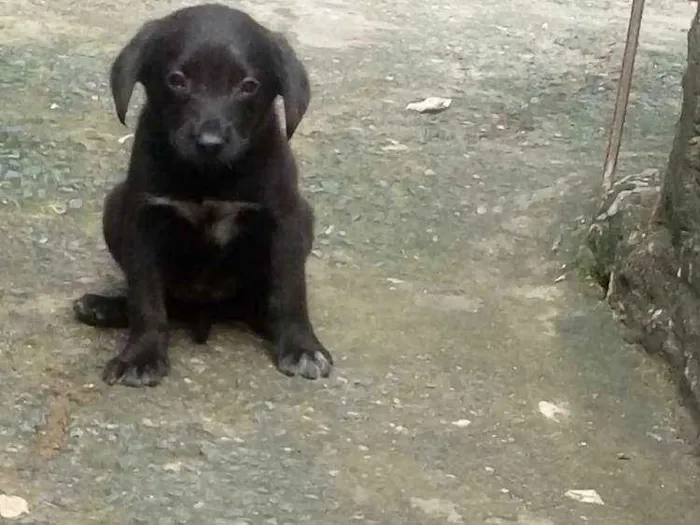 Cachorro ra a Vira lata idade 2 a 6 meses nome Sem nome