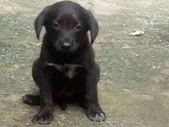 Cachorro ra a Vira lata idade 2 a 6 meses nome Sem nome