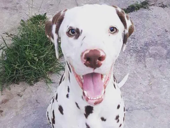 Cachorro ra a Dalmata idade 1 ano nome Safadão 