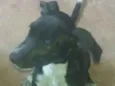 Adolf, Amora, Dakô, 