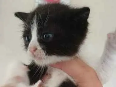 Gato ra a Srd idade Abaixo de 2 meses nome Harry