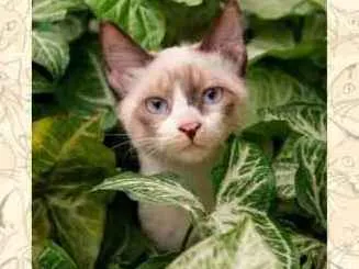 Gato ra a SRD idade 2 a 6 meses nome Biscoito