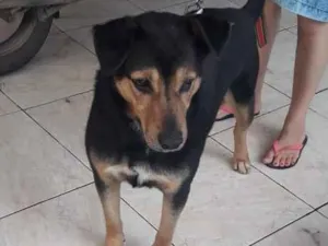 Cachorro raça SRD idade 3 anos nome Bruce