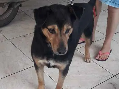 Cachorro ra a SRD idade 3 anos nome Bruce
