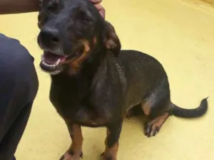 Cachorro raça SRD idade 2 anos nome Bela 