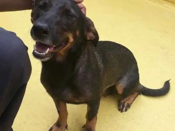 Cachorro ra a SRD idade 2 anos nome Bela 