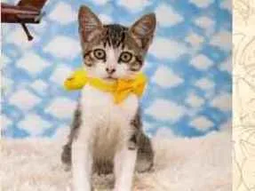 Gato ra a SRD idade 2 a 6 meses nome George