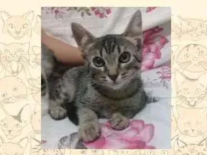 Gato raça SRD idade 2 a 6 meses nome Femea tigrada