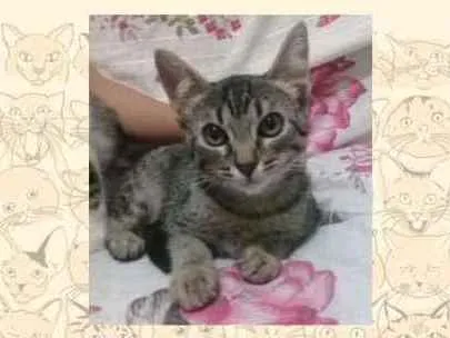 Gato ra a SRD idade 2 a 6 meses nome Femea tigrada