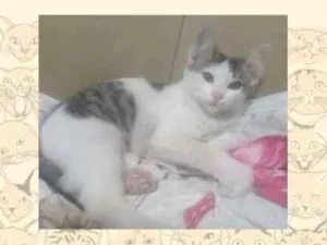 Gato raça SRD idade 2 a 6 meses nome Sem nome