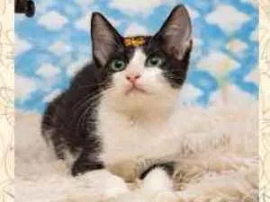 Gato raça SRD idade 2 a 6 meses nome Coralina