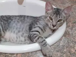 Gato raça SRD idade 2 a 6 meses nome Billy 