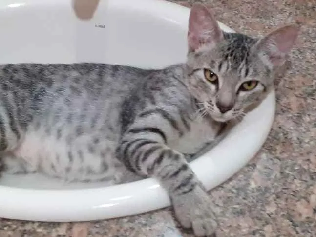 Gato ra a SRD idade 2 a 6 meses nome Billy 