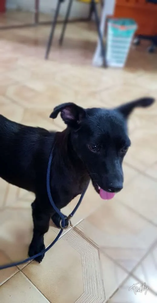 Cachorro raça Srd idade  nome SPAR