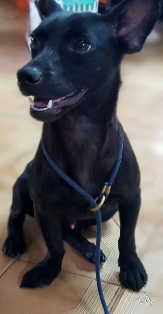 Cachorro raça Srd idade  nome SPAR