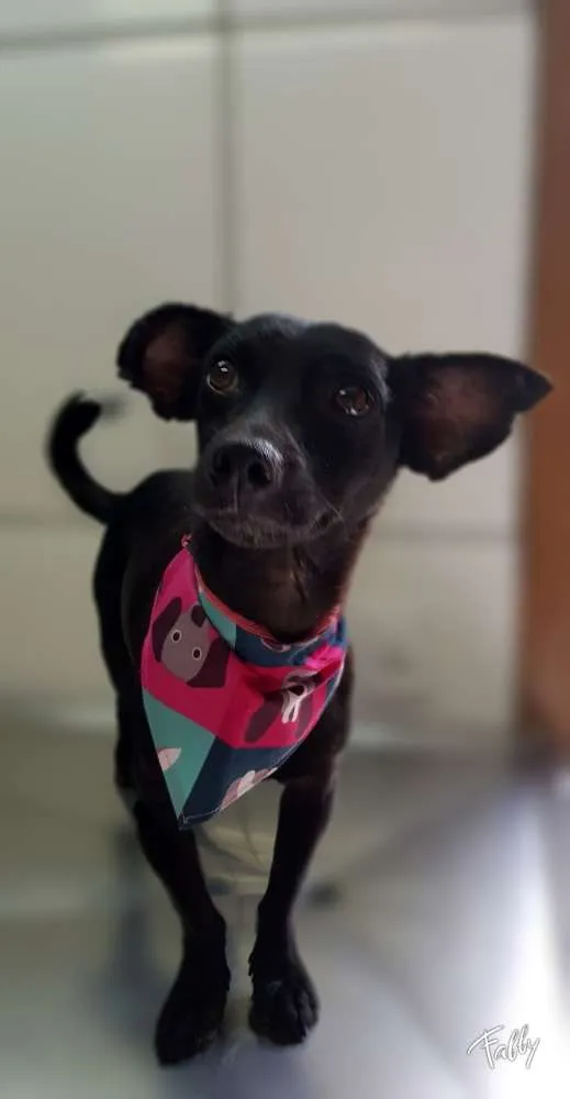 Cachorro raça Srd idade  nome SPAR