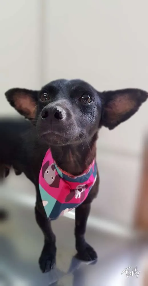 Cachorro raça Srd idade  nome SPAR