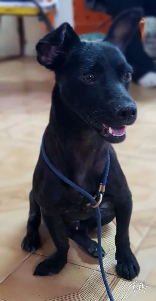 Cachorro raça Srd idade  nome SPAR