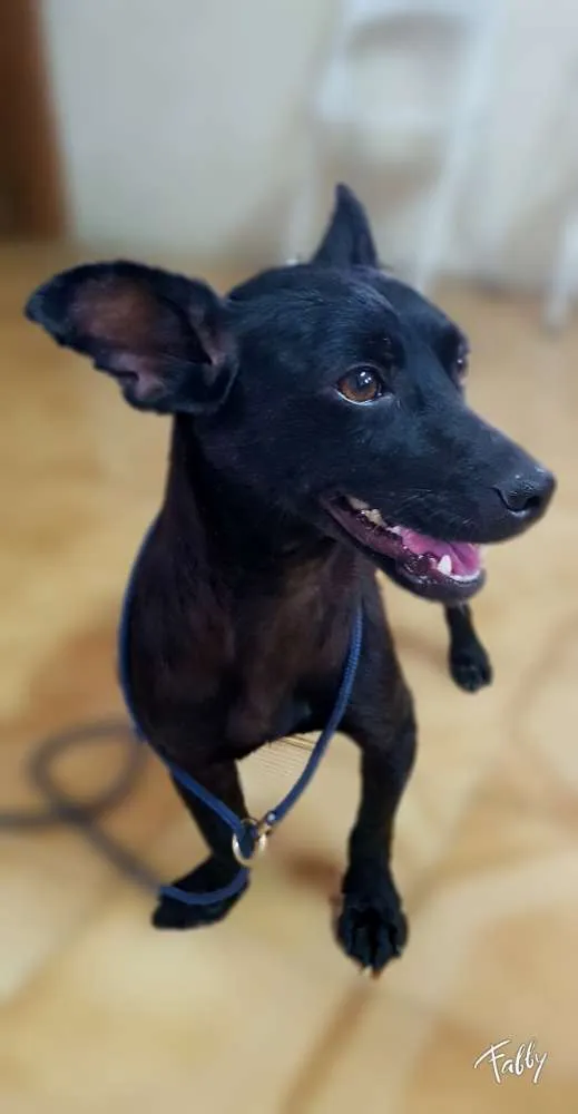 Cachorro raça Srd idade  nome SPAR