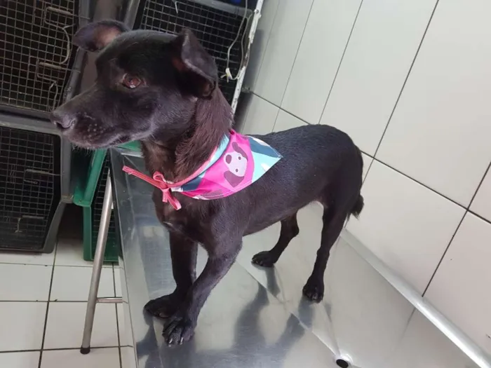 Cachorro raça Srd idade  nome SPAR