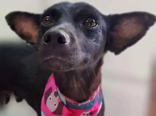 Cachorro raça Srd idade  nome SPAR