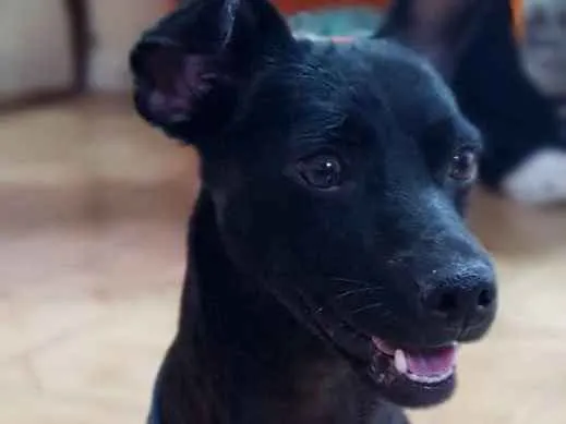 Cachorro raça Srd idade  nome SPAR