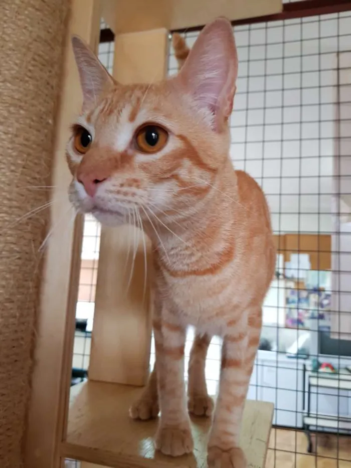 Gato raça Srd idade 7 a 11 meses nome Tigro