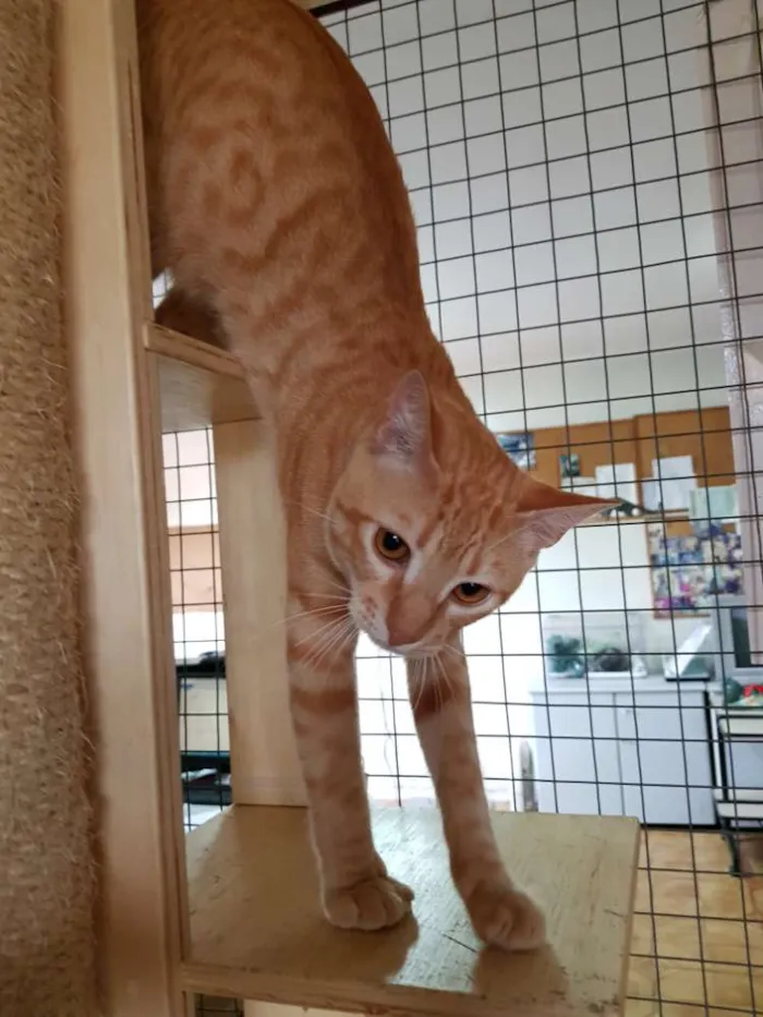 Gato raça Srd idade 7 a 11 meses nome Tigro