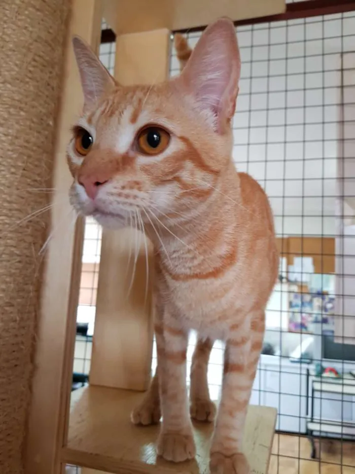 Gato raça Srd idade 7 a 11 meses nome Tigro