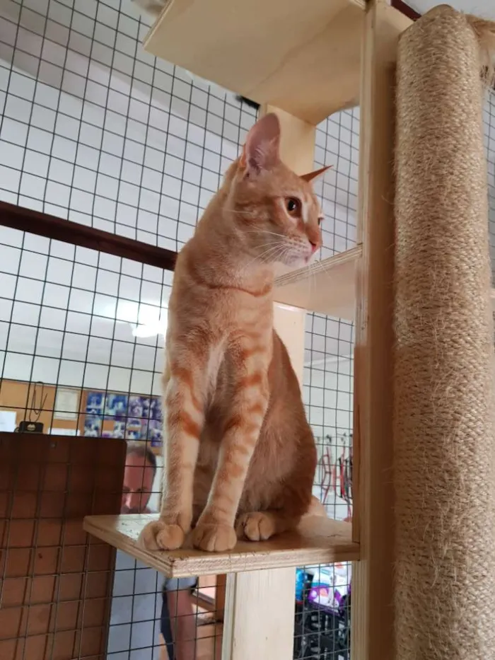 Gato raça Srd idade 7 a 11 meses nome Tigro