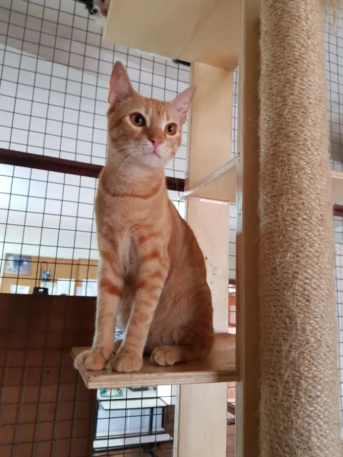 Gato raça Srd idade 7 a 11 meses nome Tigro