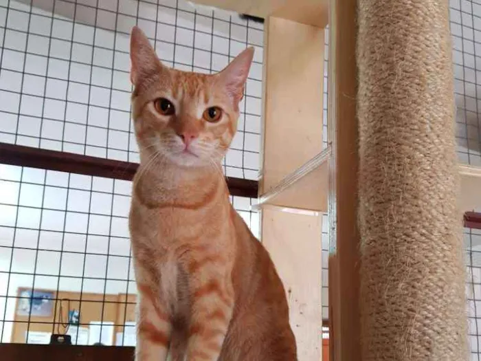 Gato raça Srd idade 7 a 11 meses nome Tigro