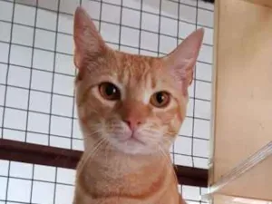 Gato raça Srd idade 7 a 11 meses nome Tigro