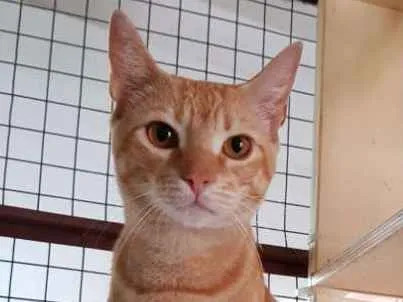 Gato raça Srd idade 7 a 11 meses nome Tigro