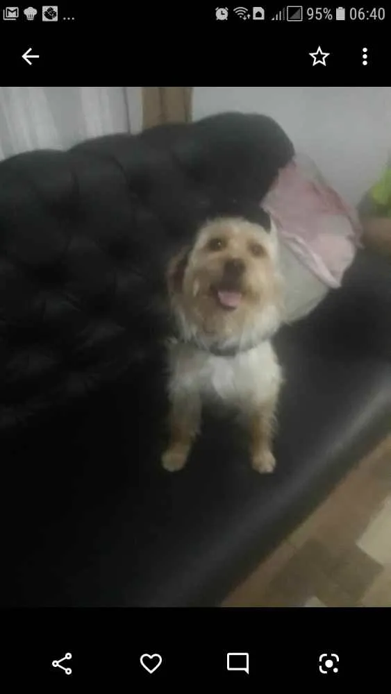 Cachorro ra a sem raça definida idade 4 anos nome Jimmy