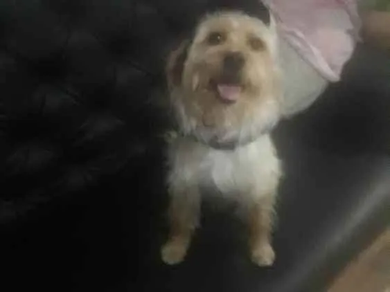 Cachorro ra a sem raça definida idade 4 anos nome Jimmy