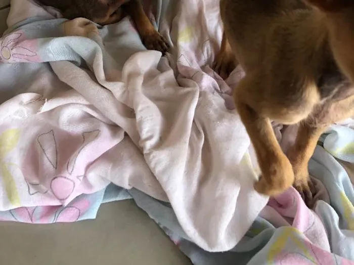 Cachorro ra a Pincher com vira lata idade  nome Não tem nome