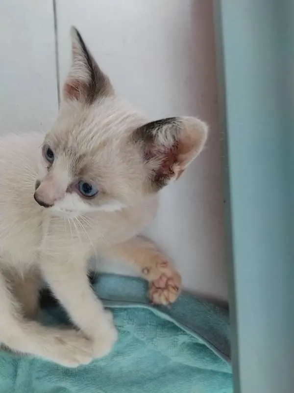 Gato ra a SRD idade Abaixo de 2 meses nome Mocinha