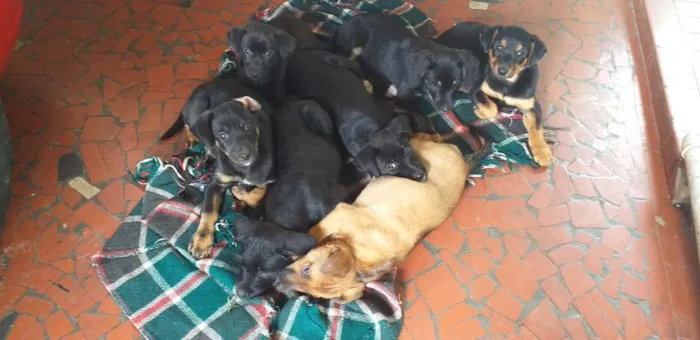 Cachorro ra a Indefinida idade 2 a 6 meses nome Peludinhos